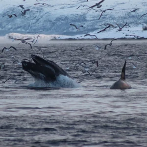 Observation des orques et baleines
